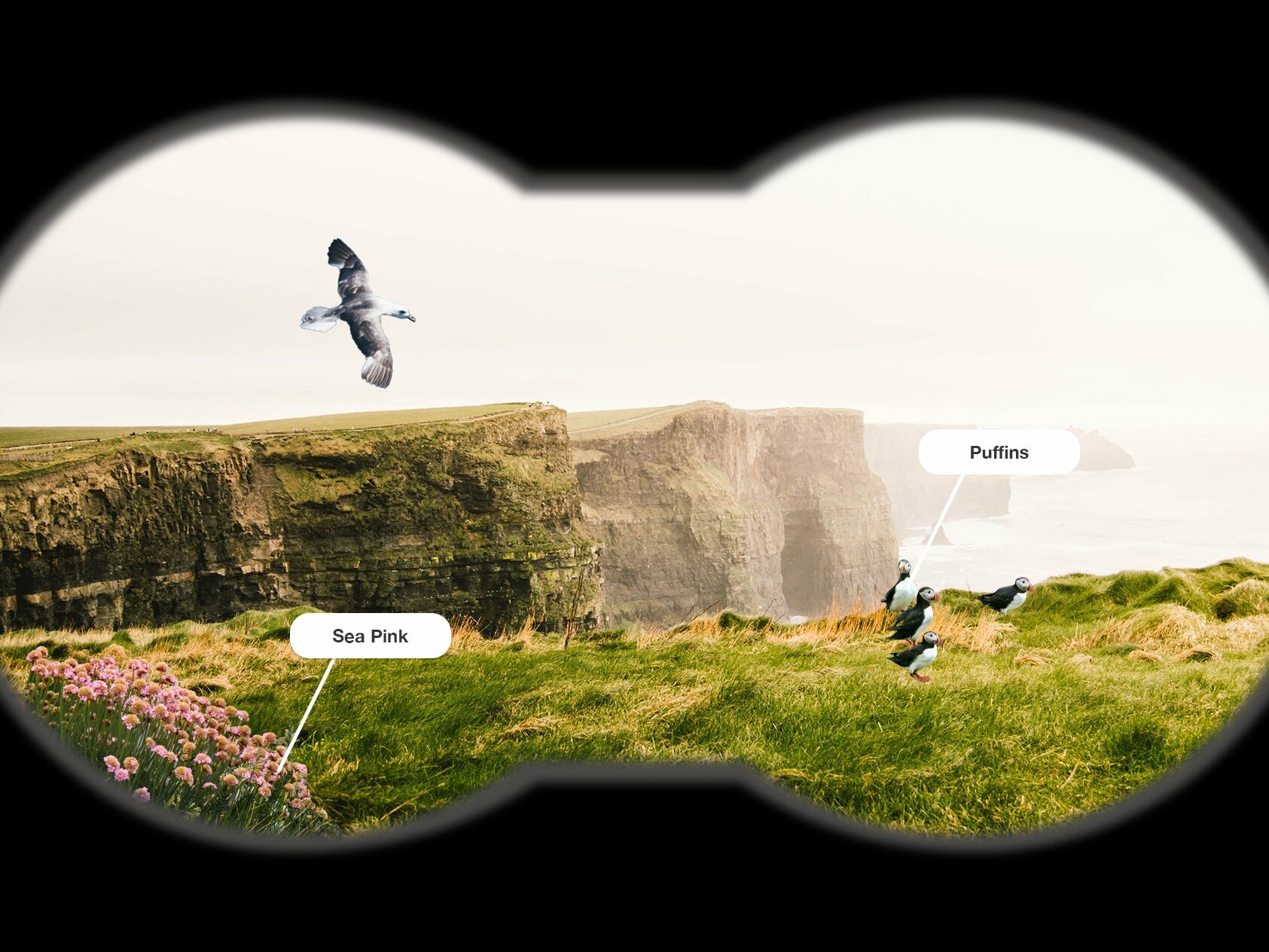 augmented reality binoculars birds